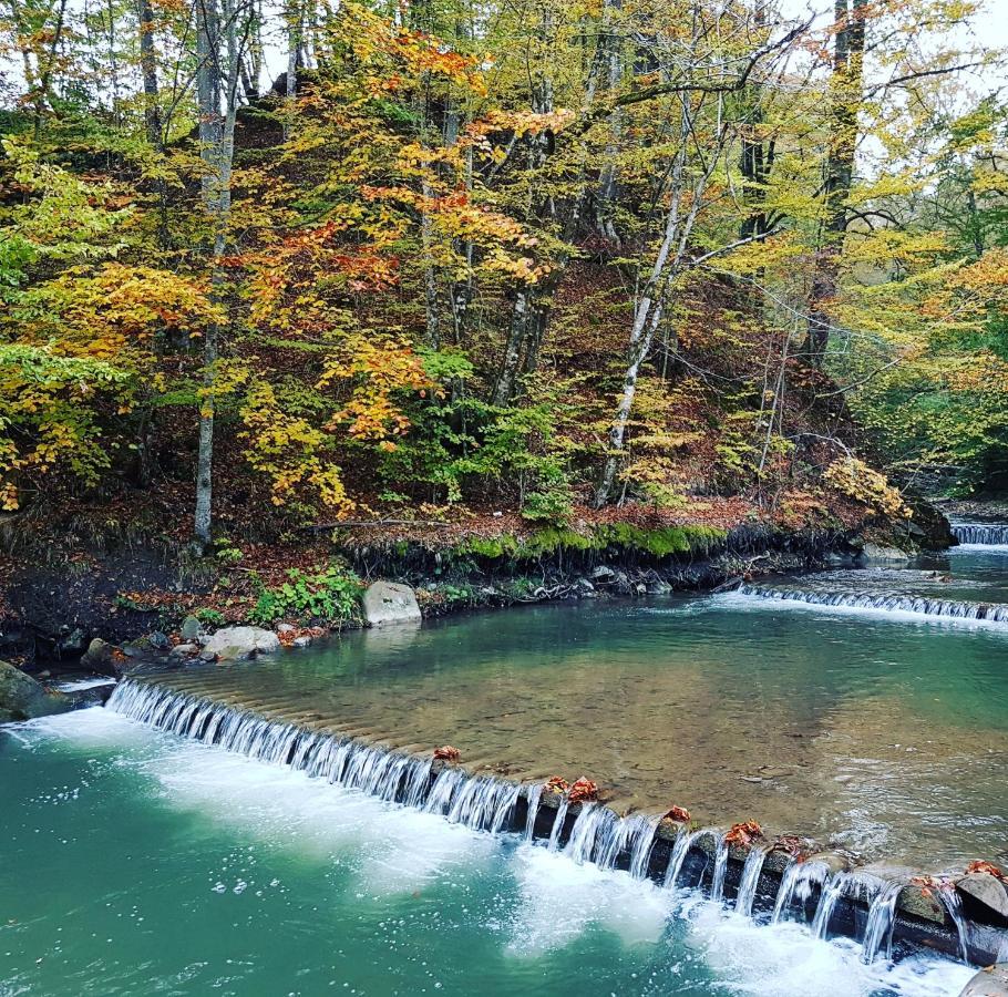 Zelena Sadyba Turichki Exteriér fotografie
